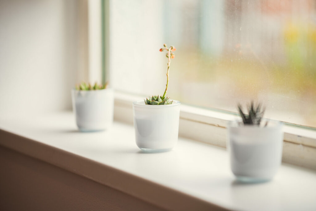 Praxis Nora Nebel Pflanzen auf Fensterbrett