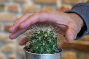 Menschliche Hand berührt einen stacheligen Kaktus, um sich selbst zu verletzen.